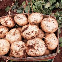 凉薯（豆薯）地瓜土瓜红土地种植（肉嫩、味甜、汁多、无渣）