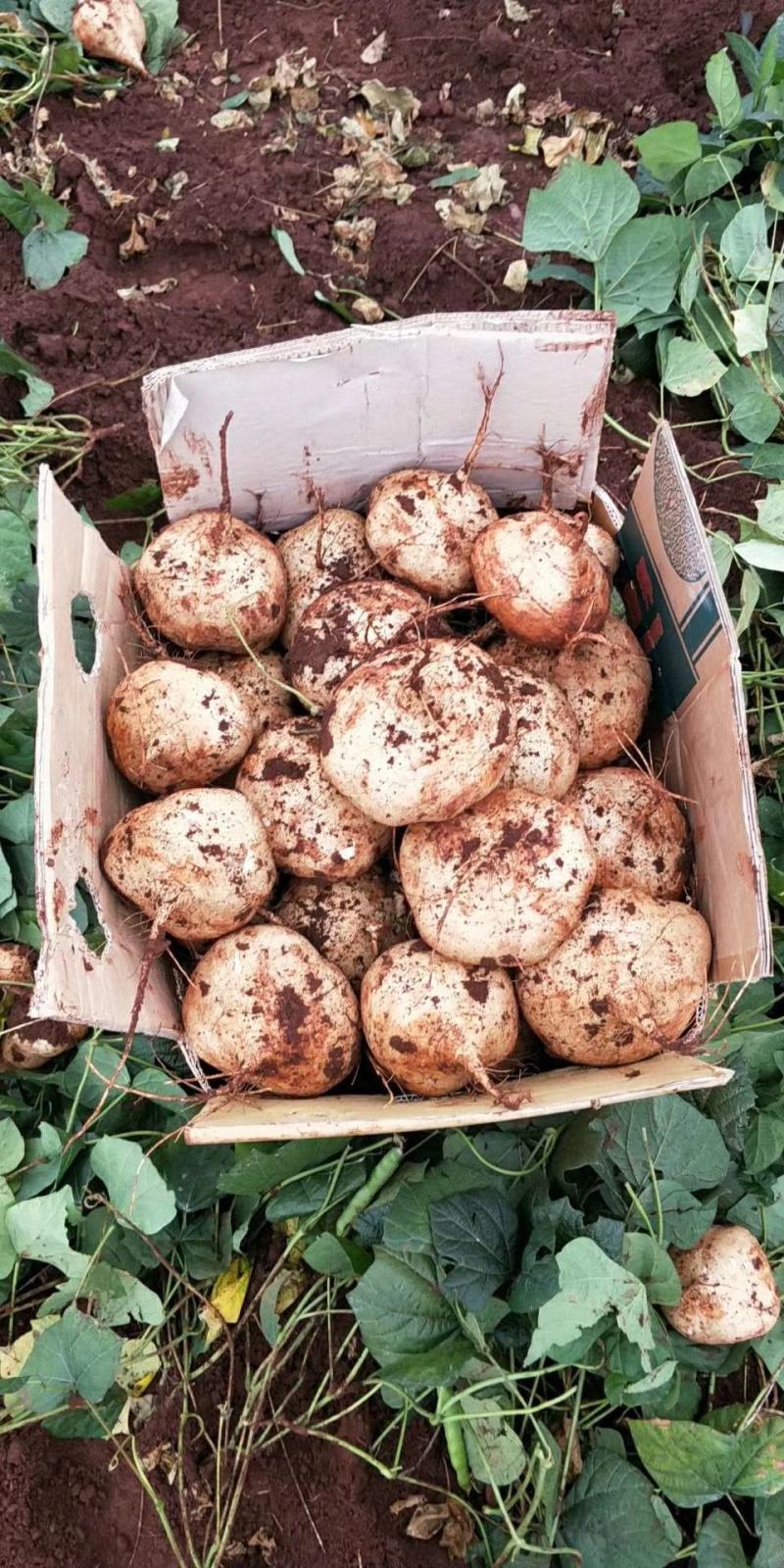 凉薯（豆薯）地瓜土瓜红土地种植（肉嫩、味甜、汁多、无渣）