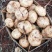 凉薯（豆薯）地瓜土瓜红土地种植（肉嫩、味甜、汁多、无渣）