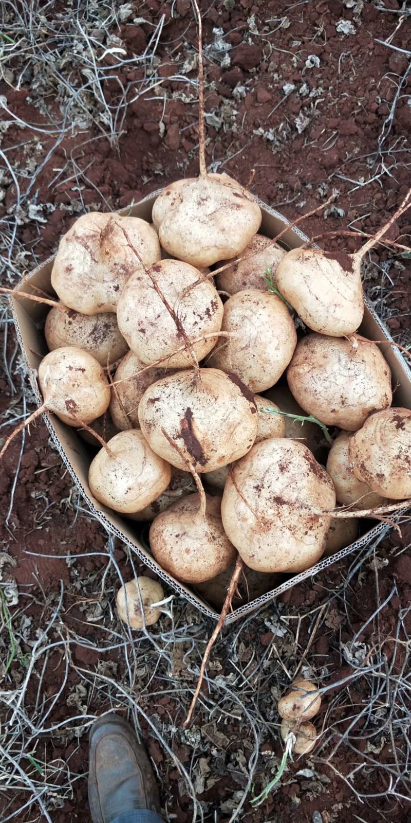 凉薯（豆薯）地瓜土瓜红土地种植（肉嫩、味甜、汁多、无渣）