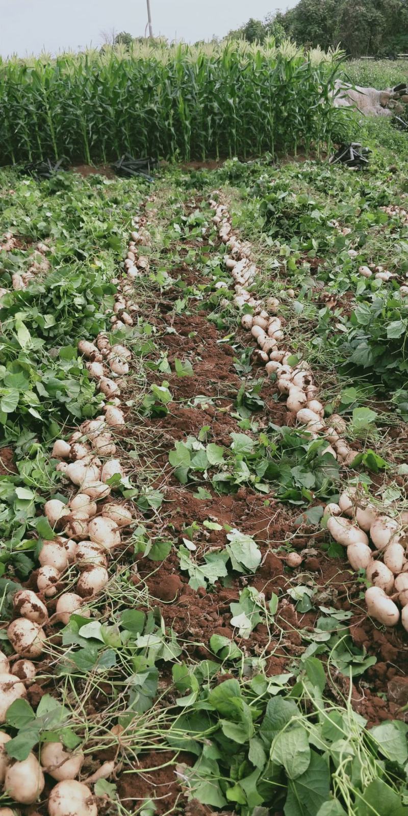凉薯（豆薯）地瓜土瓜红土地种植（肉嫩、味甜、汁多、无渣）