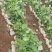 凉薯（豆薯）地瓜土瓜红土地种植（肉嫩、味甜、汁多、无渣）