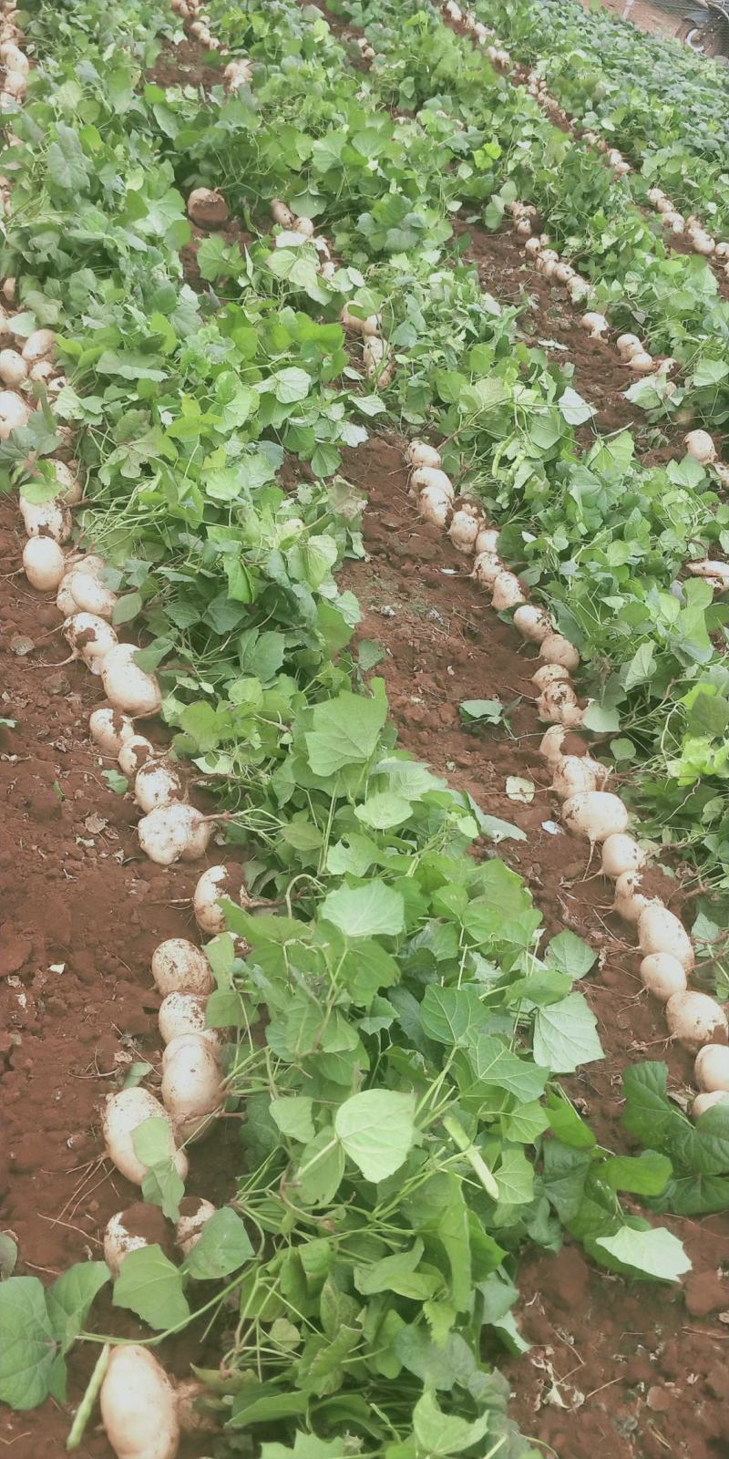 凉薯（豆薯）地瓜土瓜红土地种植（肉嫩、味甜、汁多、无渣）