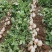 凉薯（豆薯）地瓜土瓜红土地种植（肉嫩、味甜、汁多、无渣）