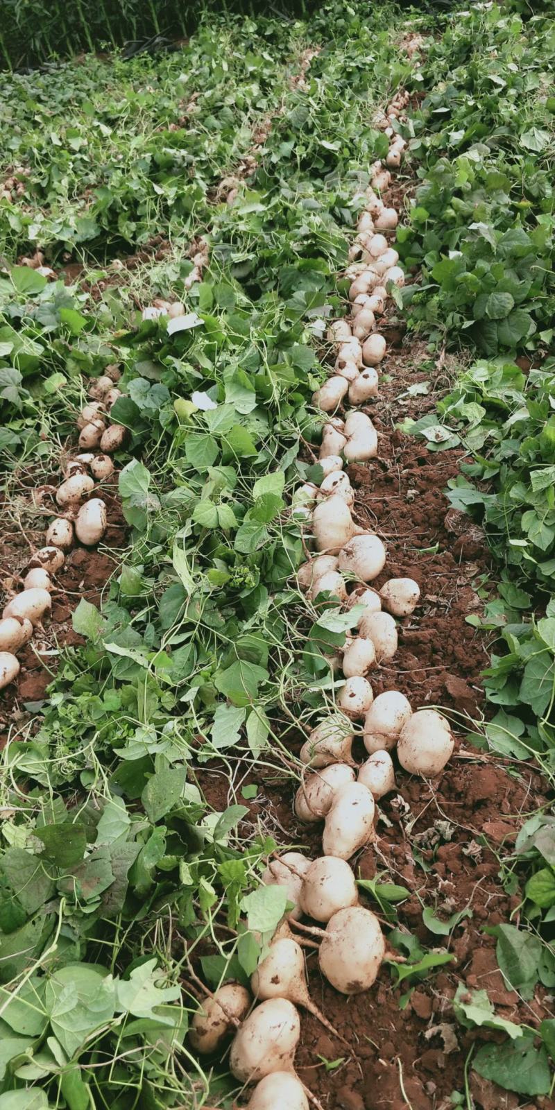 凉薯（豆薯）地瓜土瓜红土地种植（肉嫩、味甜、汁多、无渣）