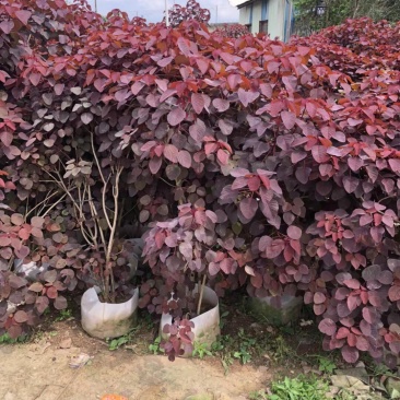 红乌桕各种规格基地大量现货，欢迎各位客户咨询