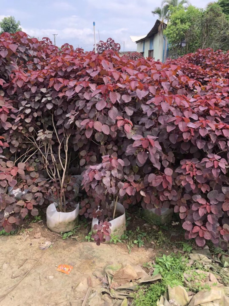 红乌桕各种规格基地大量现货，欢迎各位客户咨询