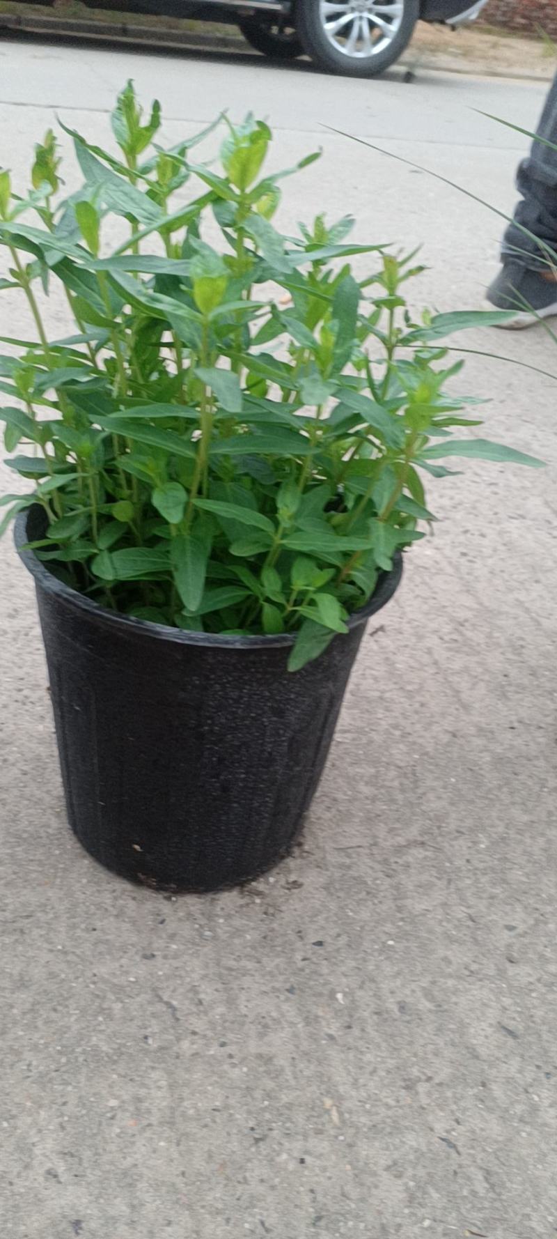 千巨菜1加仑