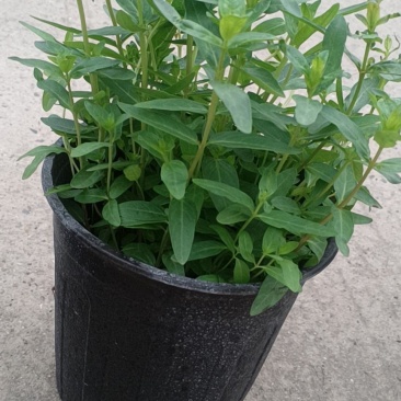 千巨菜1加仑