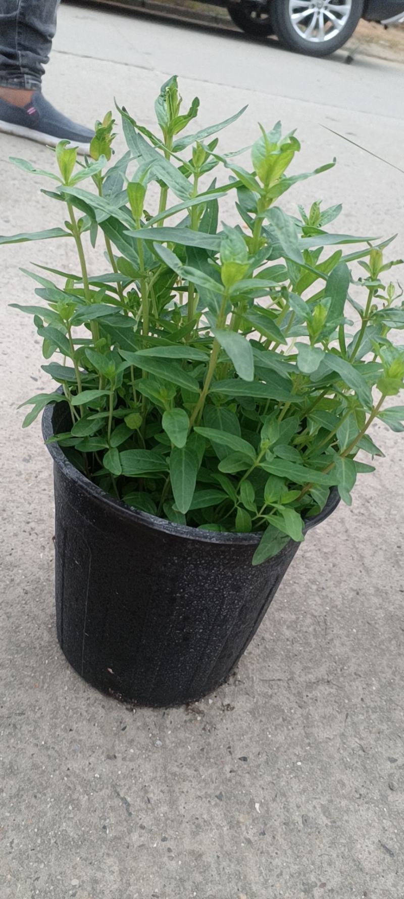 千巨菜1加仑