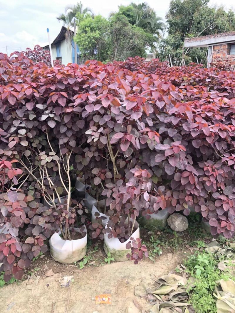 红乌桕各种规格基地大量现货，欢迎各位客户咨询