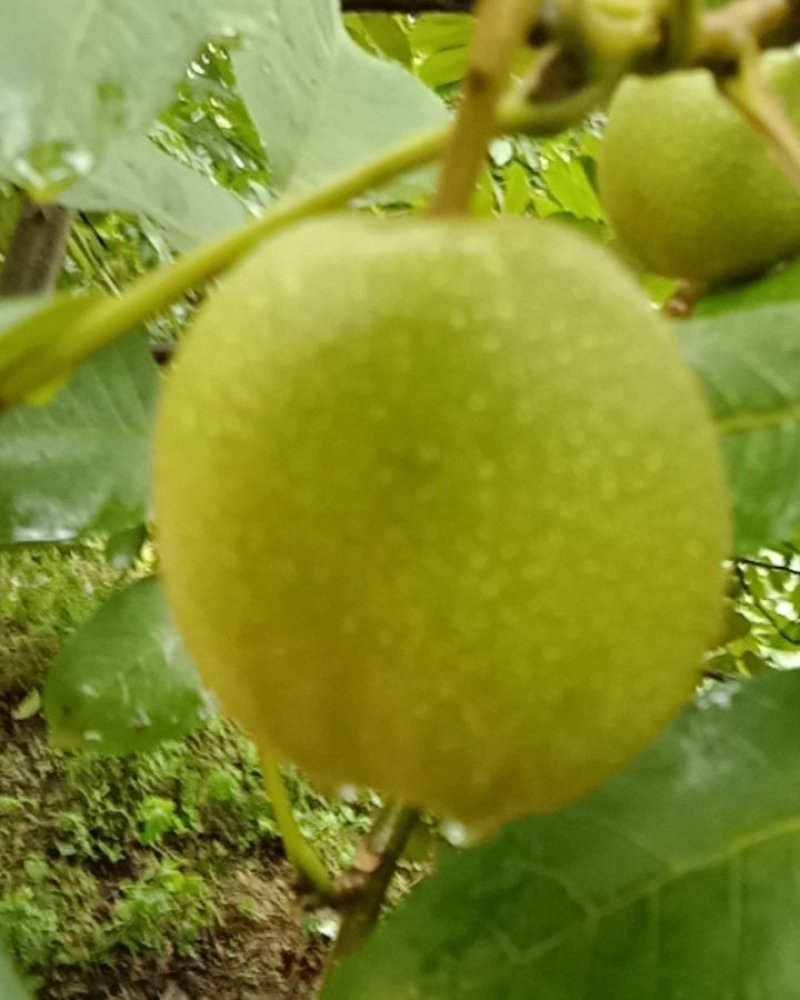 黑桃，青皮黑桃，鲜果，干果，大优一号，产地直销，一手货源