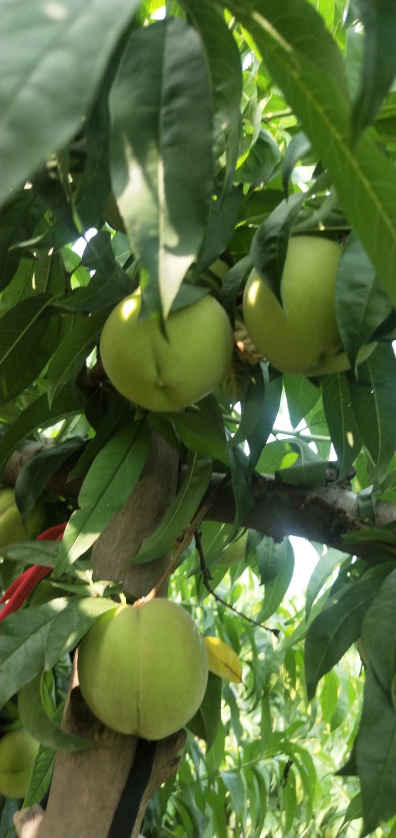 大量供应北京十四号罐头用涛货源充足适合各种加工厂现场挑货