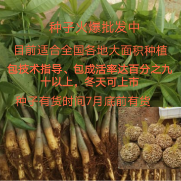 发财树苗发财树种子包邮附加种植技术