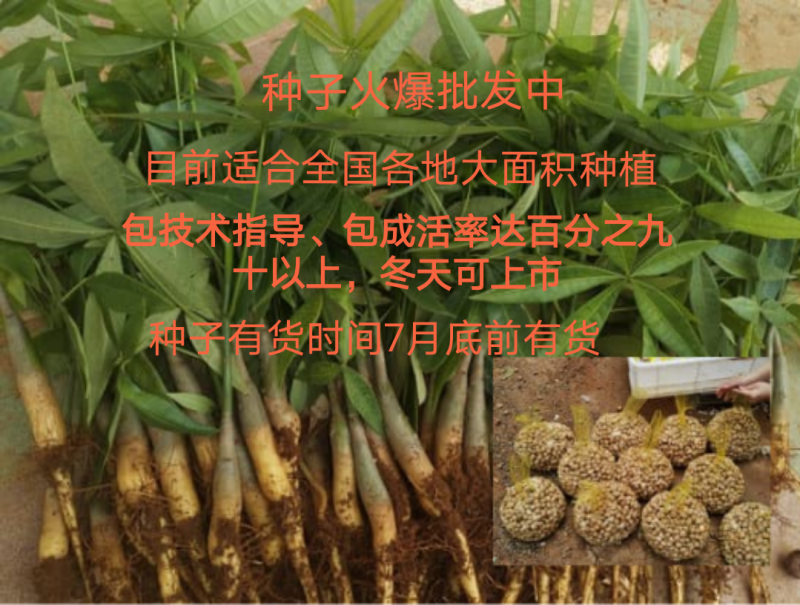 发财树苗发财树种子包邮附加种植技术