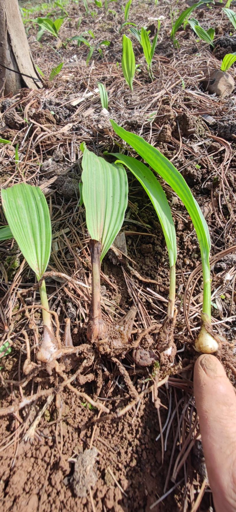 冰球子苗，山慈菇，云南独蒜兰，杜鹃兰，独叶白芨一年苗