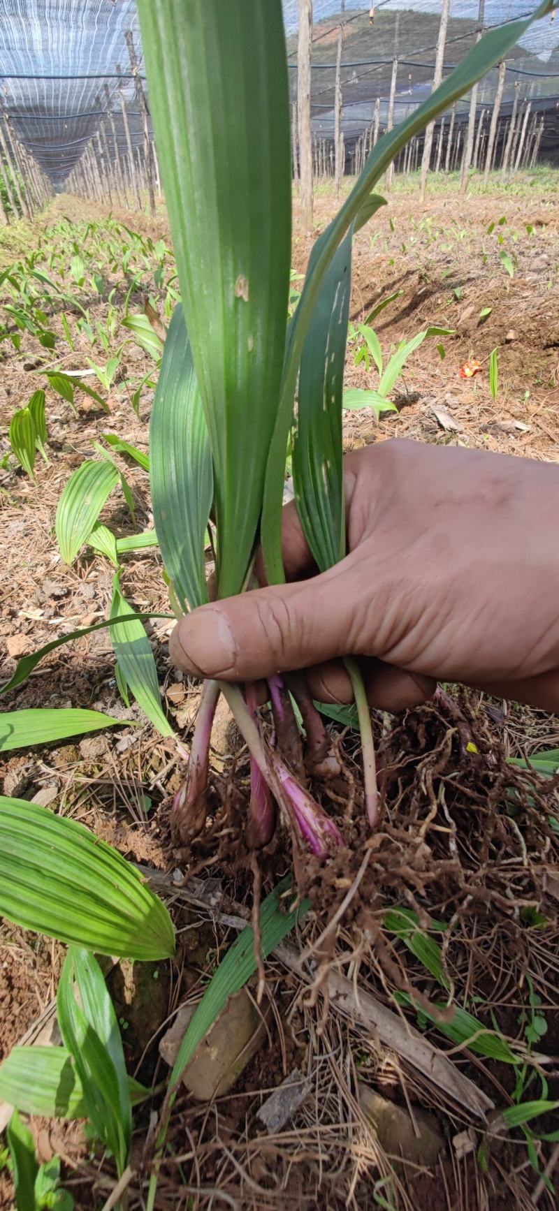 冰球子苗，山慈菇，云南独蒜兰，杜鹃兰，独叶白芨一年苗