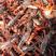 江苏宿迁养殖龙虾，各种规格，精品小养殖场直发，死亡补发。