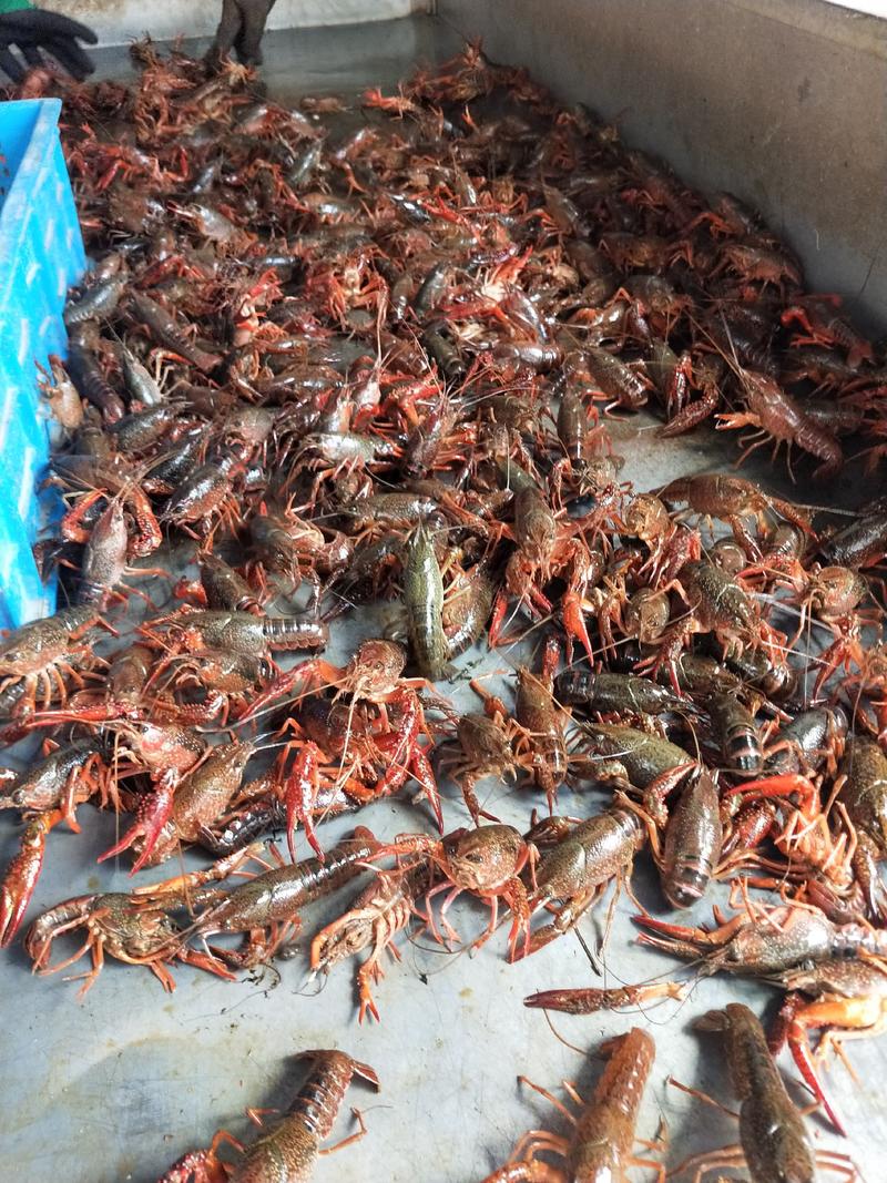 江苏宿迁养殖龙虾，各种规格，精品小养殖场直发，死亡补发。