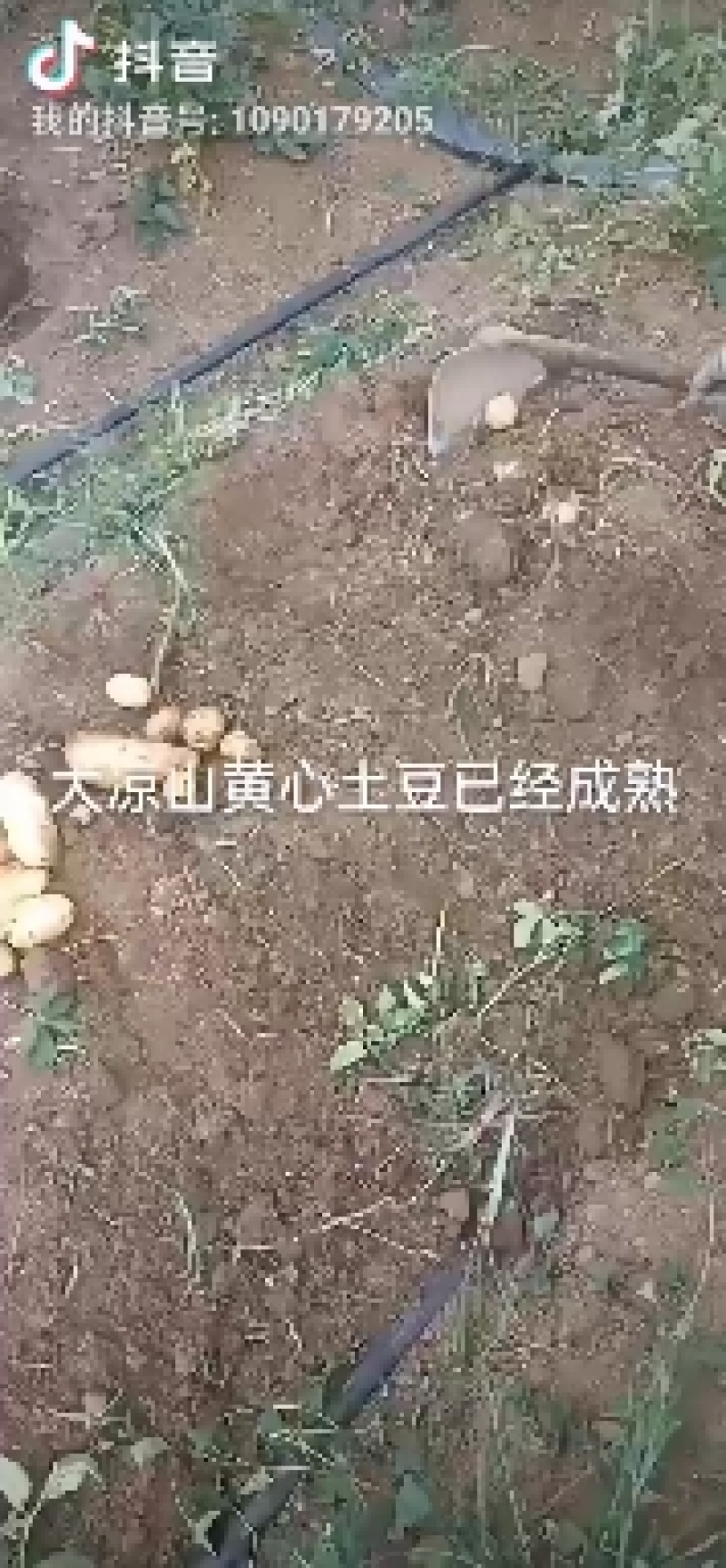 大凉山盐源黄心土豆
