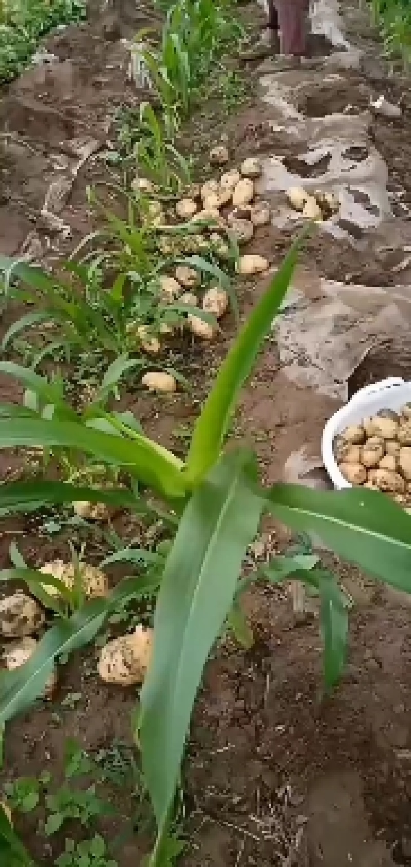 大凉山盐源黄心土豆