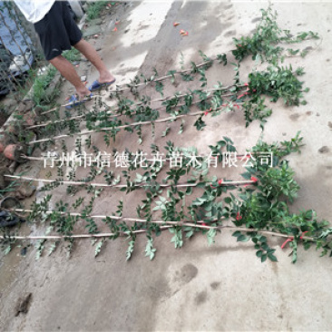 凌霄，各种规格都有，价格实惠，一手货源，大量有货，基地