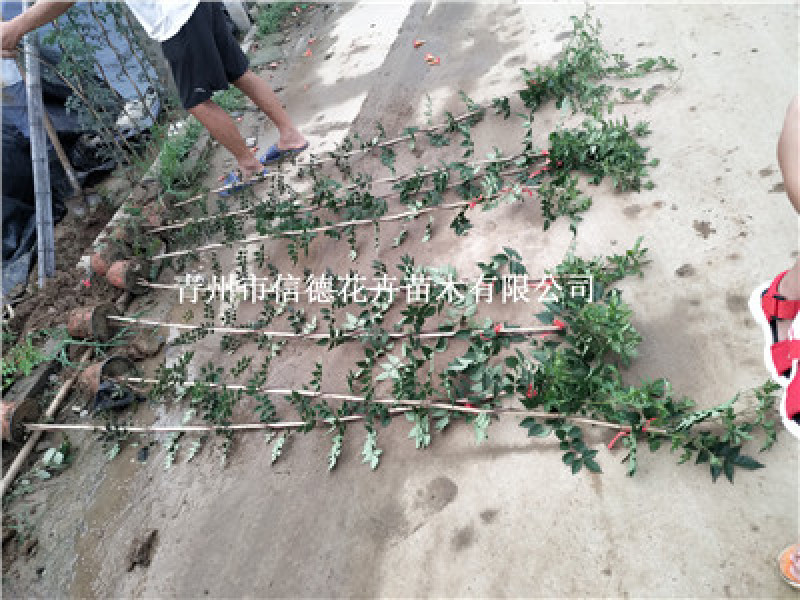 凌霄，各种规格都有，价格实惠，一手货源，大量有货，基地