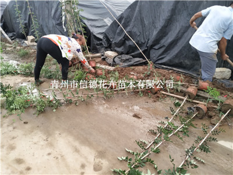 凌霄，各种规格都有，价格实惠，一手货源，大量有货，基地