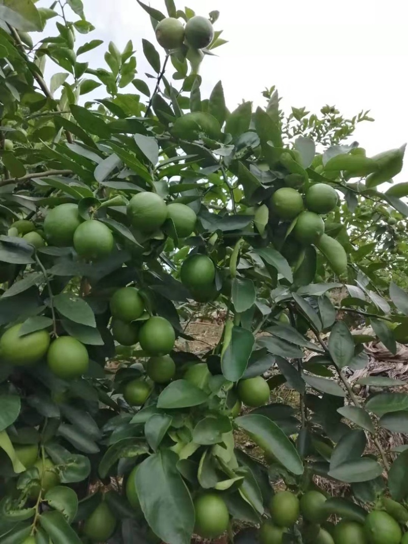 《热销》无籽青柠檬，一手货源没有差价，产地直销