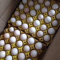 鸡蛋，罗曼粉，46左右，360个/件，每天20件