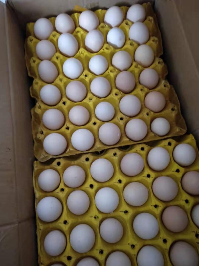 鸡蛋，罗曼粉，46左右，360个/件，每天20件