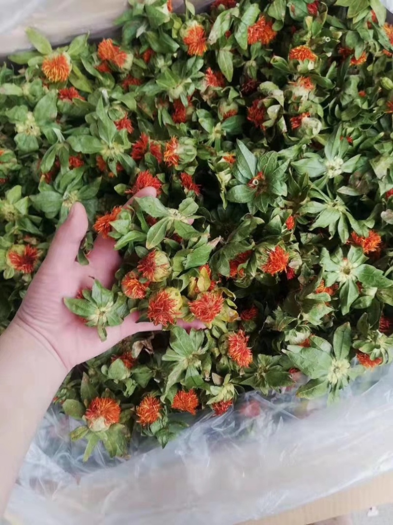 一手货源藏红花支持视频看货大量现货供应红花果