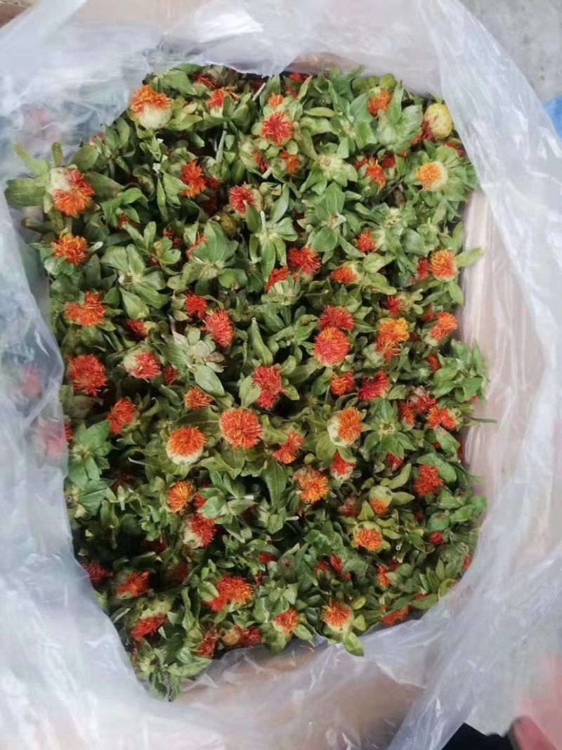 一手货源藏红花支持视频看货大量现货供应红花果