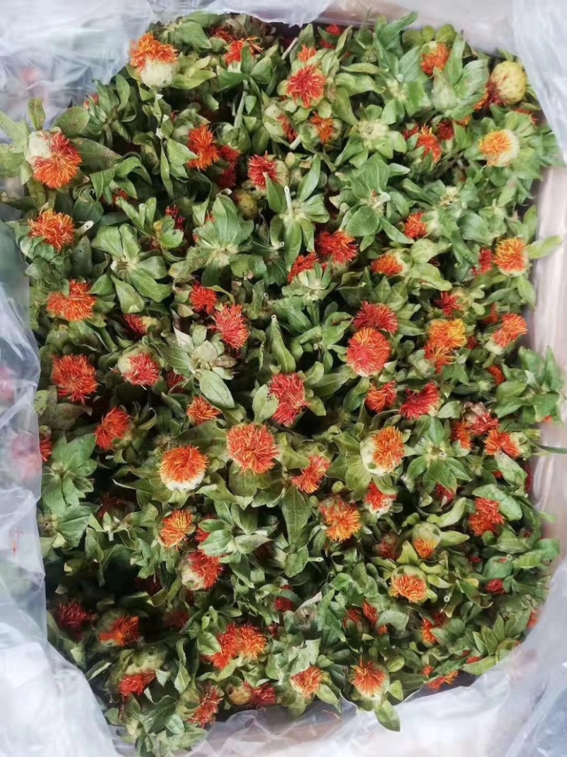一手货源藏红花支持视频看货大量现货供应红花果
