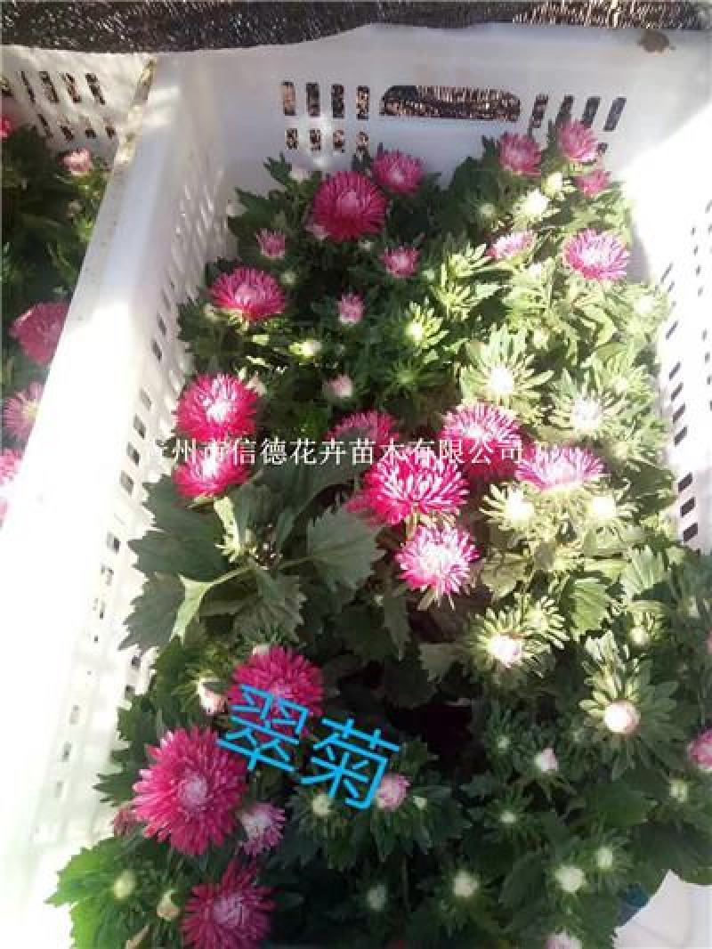 翠菊，花色齐全，一手货源，大量有货，基地直发
