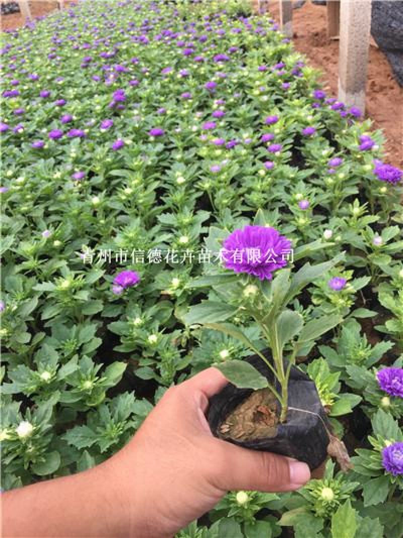 翠菊，花色齐全，一手货源，大量有货，基地直发