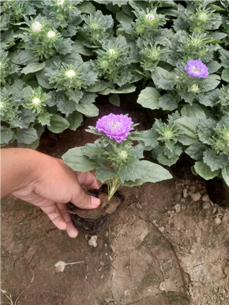 翠菊，花色齐全，一手货源，大量有货，基地直发