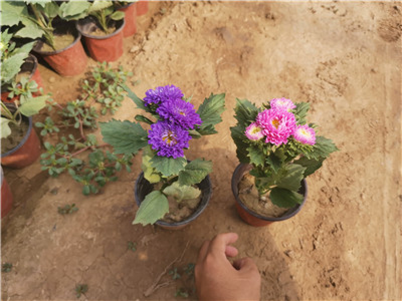 翠菊，花色齐全，一手货源，大量有货，基地直发