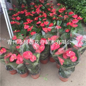 红掌，一手货源，大量有货，基地直发，颜色多可选