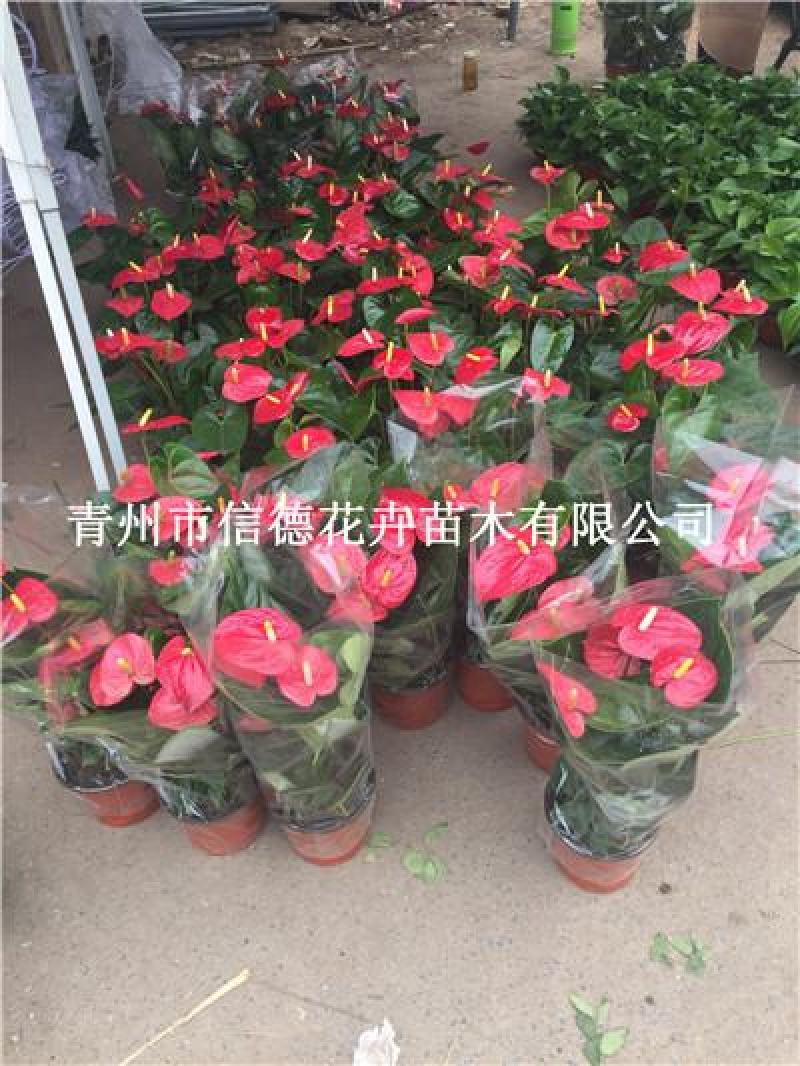 红掌，一手货源，大量有货，基地直发，颜色多可选