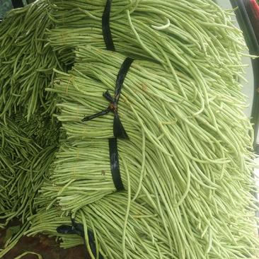 广西桂林新鲜，优质豆角，产地直拍，一手货源