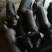 黑猪苗批发价格山东临沂日照黑猪苗价格安徽江苏黑猪崽基地
