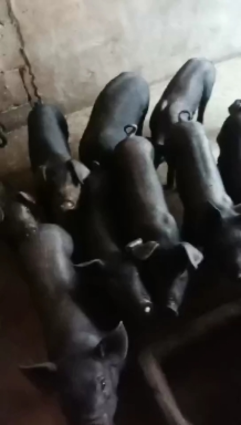 黑猪苗批发价格山东临沂日照黑猪苗价格安徽江苏黑猪崽基地