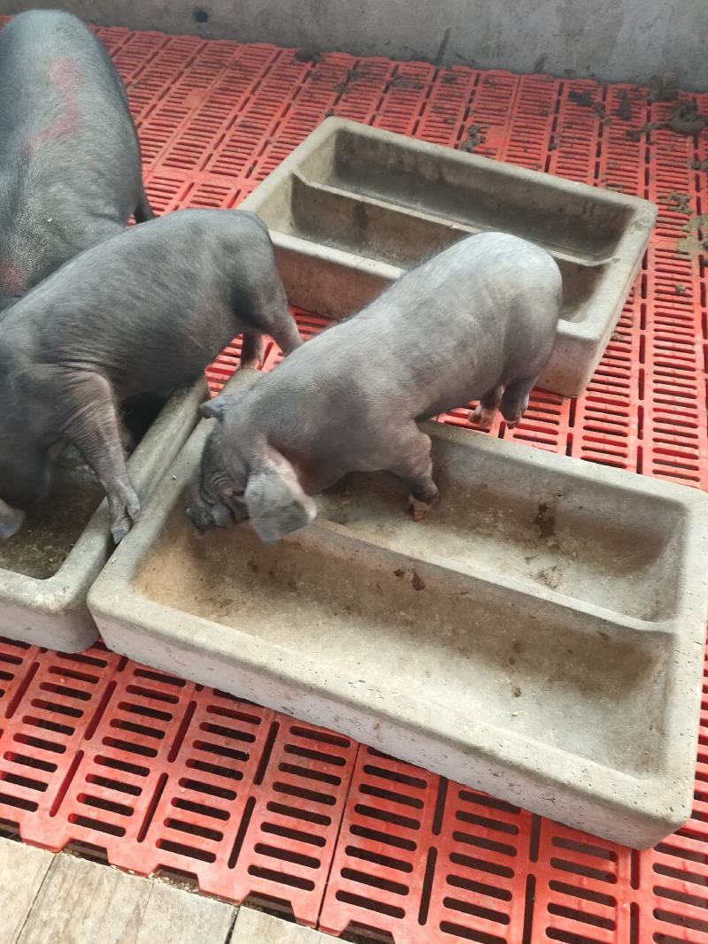 黑猪苗批发价格山东临沂日照黑猪苗价格安徽江苏黑猪崽基地
