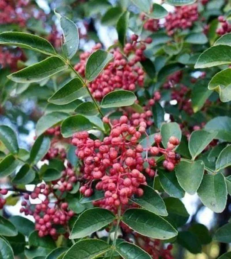 正宗野生花椒