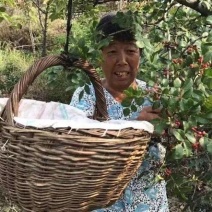 正宗野生花椒