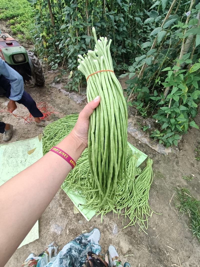 长豆角精品湖北豇豆角蔬菜基地直供长豆角豇豆角新鲜蔬菜现摘