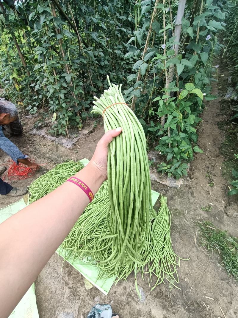 长豆角精品湖北豇豆角蔬菜基地直供长豆角豇豆角新鲜蔬菜现摘