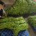 长豆角/豇豆，精品长豆角，长豆角大量上市，产地直供