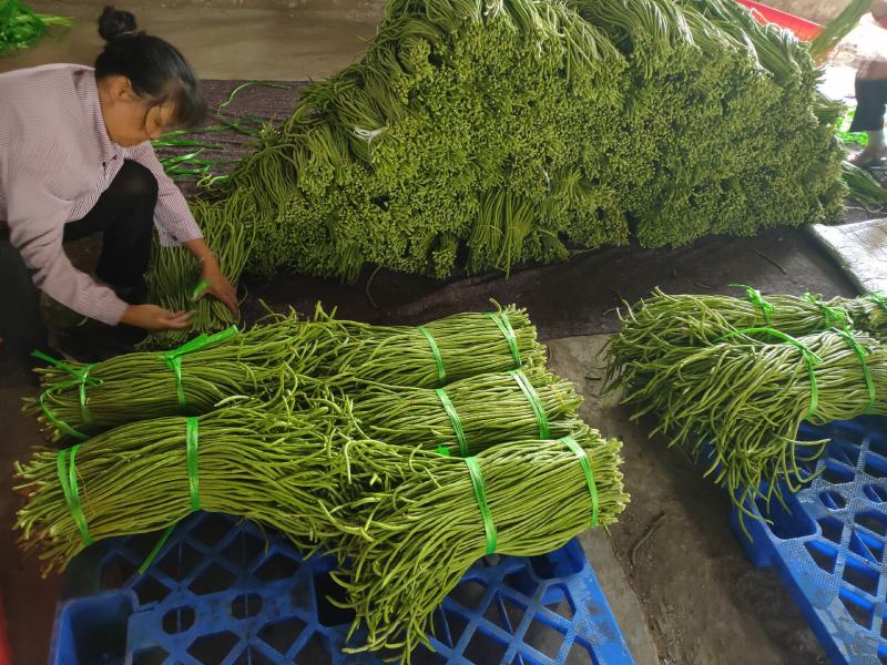 长豆角/豇豆，精品长豆角，长豆角大量上市，产地直供